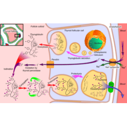 Thyroid Peroxidase Antibody (TPO)