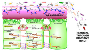 Cyrex Array #14 - Mucosal Immune Reactivity Screen (Doctors' Consult Included)