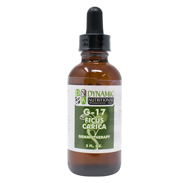 G 17 Ficus Carica Common Fig