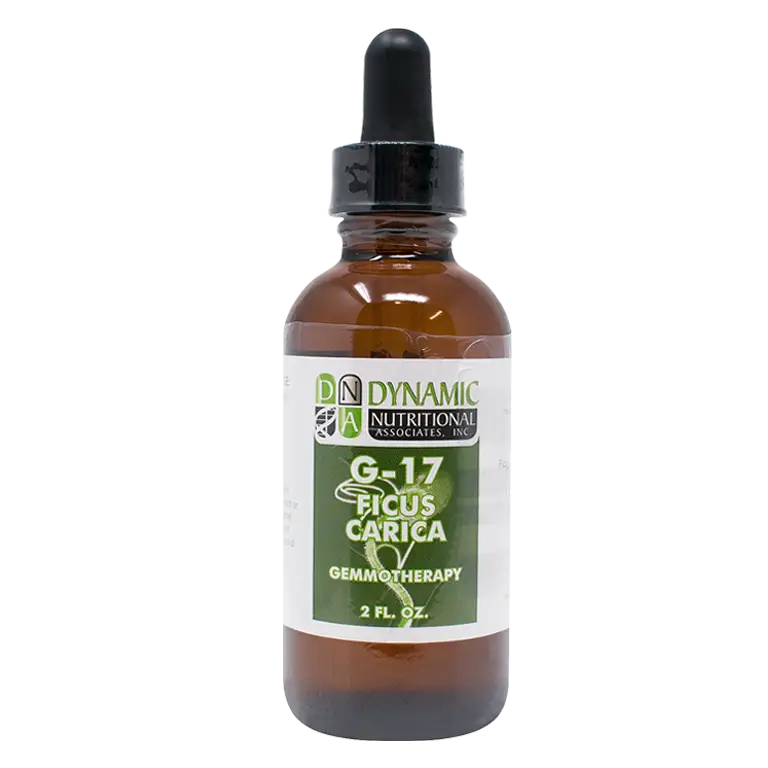 G 17 Ficus Carica Common Fig